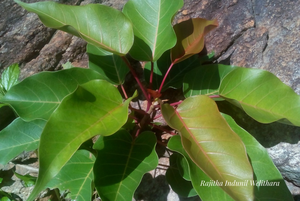 Ficus arnottiana (Miq.) Miq.